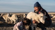 Len cashmere: Hướng đi mới nào cho ngành xuất khẩu hàng đầu của Mông Cổ