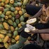 Người nông dân tách vỏ cacao để thu hạt tại một trang trại ca cao ở Bờ Biển Ngà