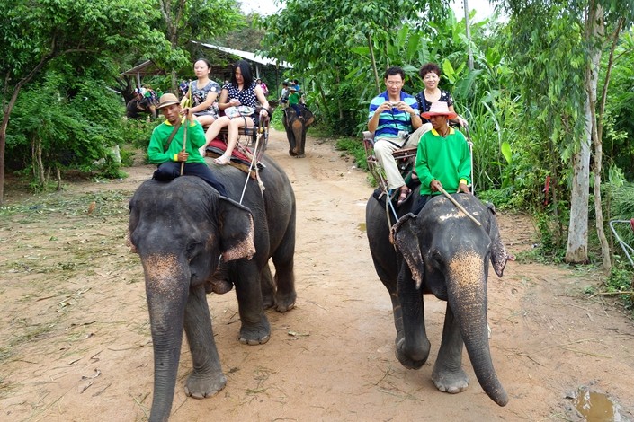 Mặt tối đằng sau ngành du lịch cưỡi voi tại Thái Lan