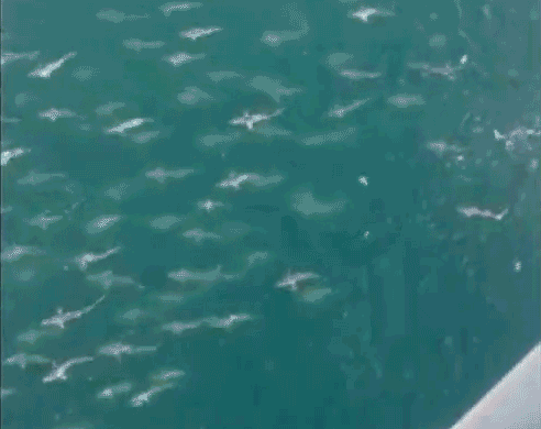 Ngỡ ngàng trước cảnh hàng nghìn con cá mập bao vây giàn khoan dầu