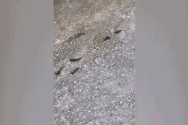 Hàng đàn cá rô đồng nối đuôi “diễu hành” từ ao lên đường phố