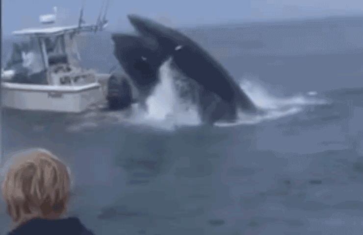 Cá voi lưng gù bất ngờ "húc" lật tàu du lịch giữa biển
