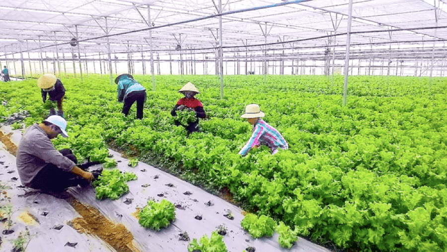 Năm 2030, Việt Nam muốn có 4.000 DN lớn hoạt động trong lĩnh vực nông nghiệp