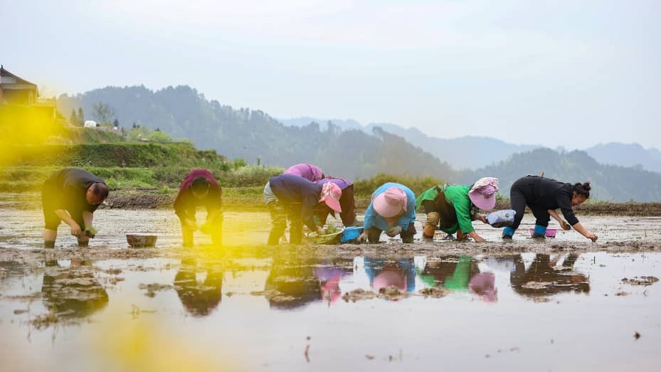 Những người nông dân làm việc trên cánh đồng lúa ở tỉnh Quý Châu, Trung Quốc