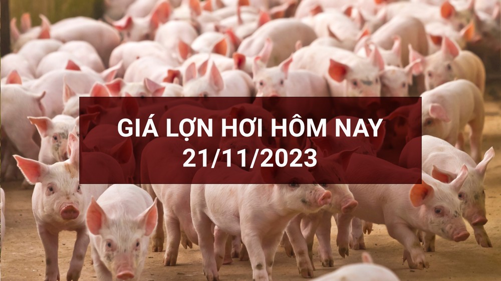 Giá lợn hơi hôm nay tăng cao nhất 3.000 đồng/kg