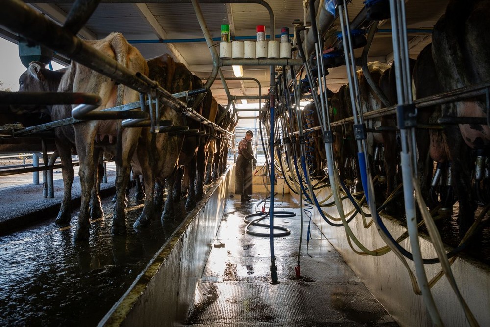  Kinh tế Trung Quốc suy thoái rõ nhất ở các trang trại bò sữa... New Zealand
