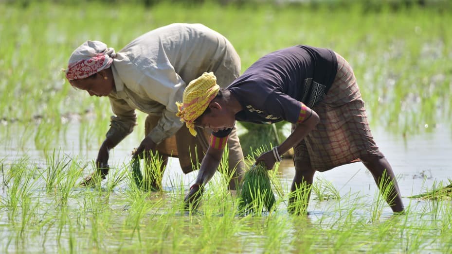 Lệnh cấm xuất khẩu gạo của Ấn Độ dự kiến sẽ tác động đến thị trường gạo toàn cầu