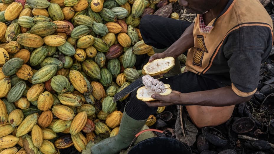 Người nông dân tách vỏ cacao để thu hạt tại một trang trại ca cao ở Bờ Biển Ngà