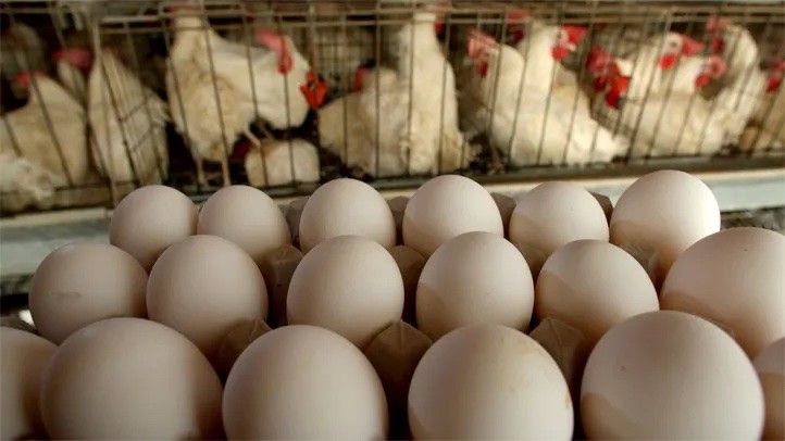 Khủng hoảng giá trứng gà tại nhiều quốc gia trên thế giới
