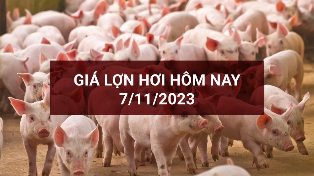 Giá lợn hơi (7/11) có mức tăng, giảm cao nhất 2.000 đồng/kg