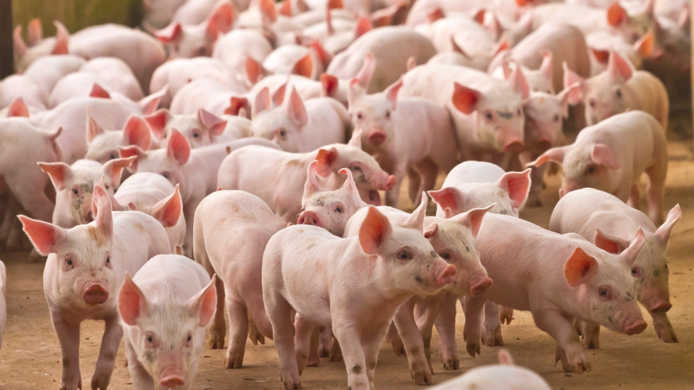 Đồng Nai ghi nhận lượng lớn lợn nhập lậu từ Campuchia vào Việt Nam