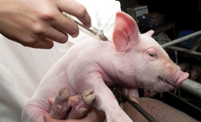 Việt Nam xuất khẩu 2 triệu liều Vaccine dịch tả lợn châu Phi