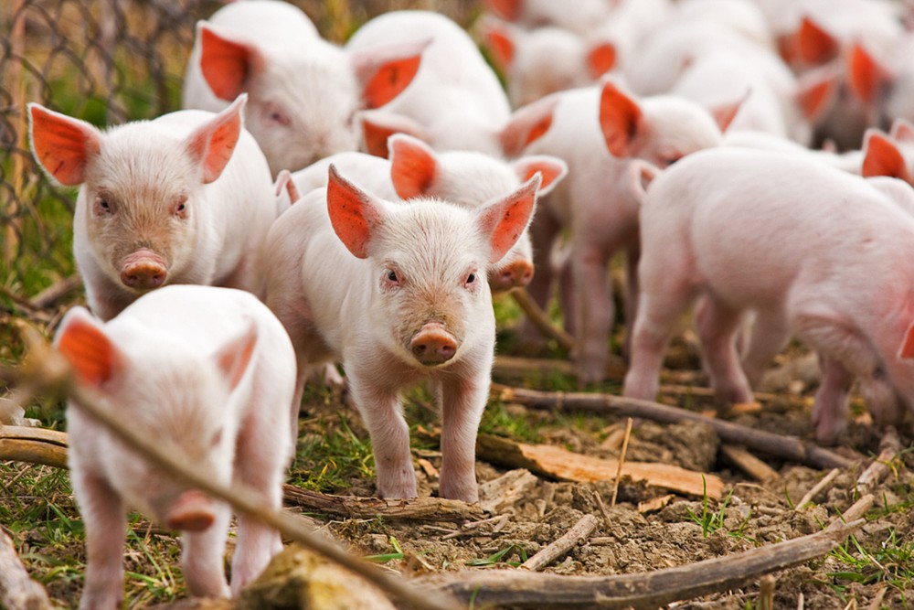 Giá lợn hơi ngày 4/8 dao động trong khoảng 58.000 - 62.000 đồng/kg