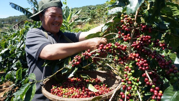 7 tháng đầu năm 2023, lượng cà phê xuất khẩu đạt 1,12 triệu tấn, giảm 3,4% so với cùng kỳ năm 2022