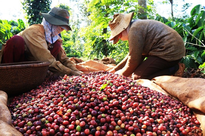 Giá xuất khẩu cà phê vẫn tiếp tục tăng