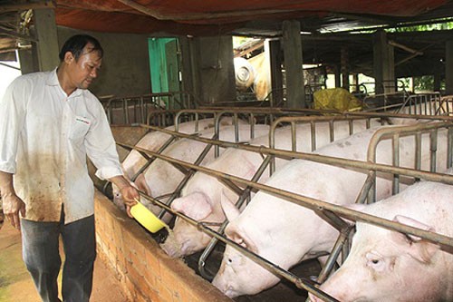 Giá lợn hơi cao nhất là 63.000 đồng/kg