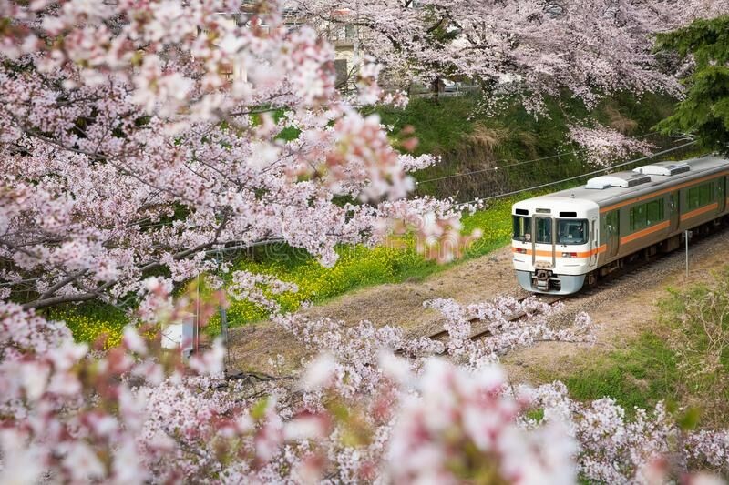 Đẹp đến ngỡ ngàng mùa hoa Anh Đào ở Nhật Bản