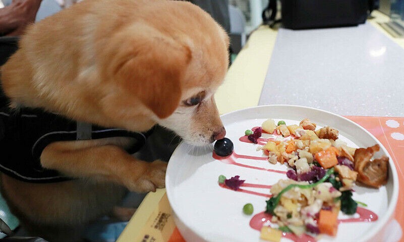 Nhà hàng dành cho thú cưng đầu tiên tại Thượng Hải