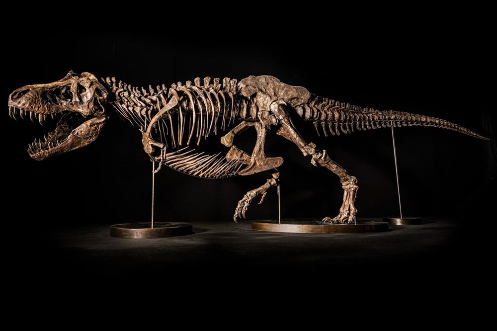Môt hoá thạch khủng long được đưa ra đấu giá với ước tính 15-25 triệu USD