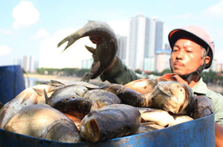 Hà Nội công bố 4 nguyên nhân khiến cá các hồ chết