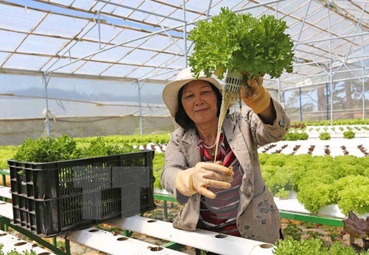 Nhiều doanh nghiệp Nhật sẽ đầu tư vào nông nghiệp công nghệ cao tại Việt Nam