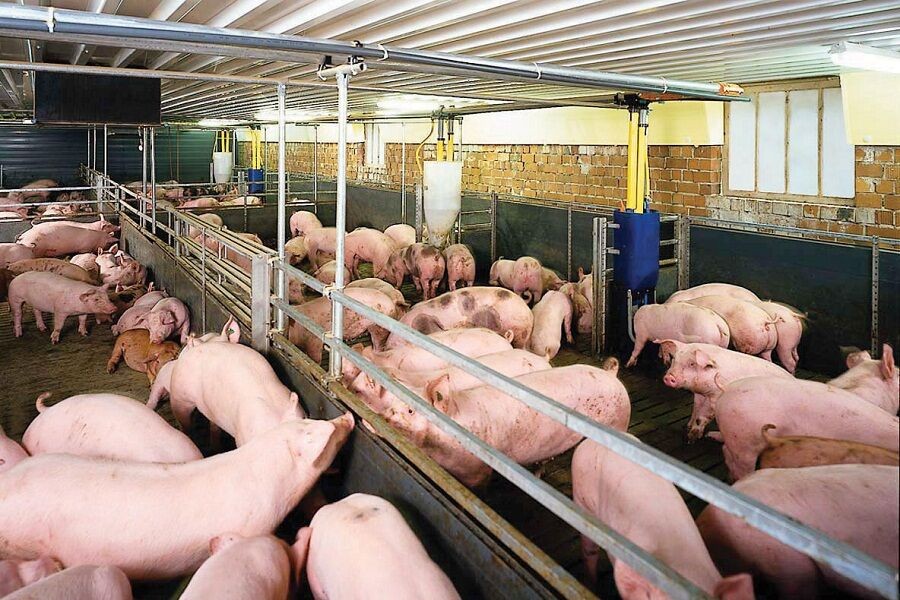Bộ Tài chính yêu cầu “giải cứu” giá thịt lợn