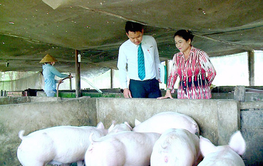 Kienlongbank giảm 30% lãi vay cho người chăn nuôi heo