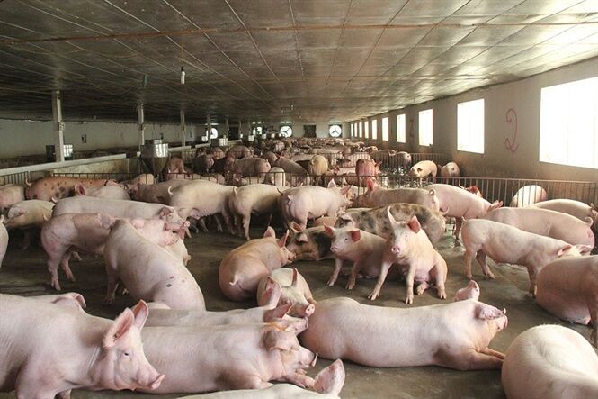 Đắk Nông: Doanh nghiệp nuôi lợn vi phạm xả thải bị phạt gần 530 triệu đồng