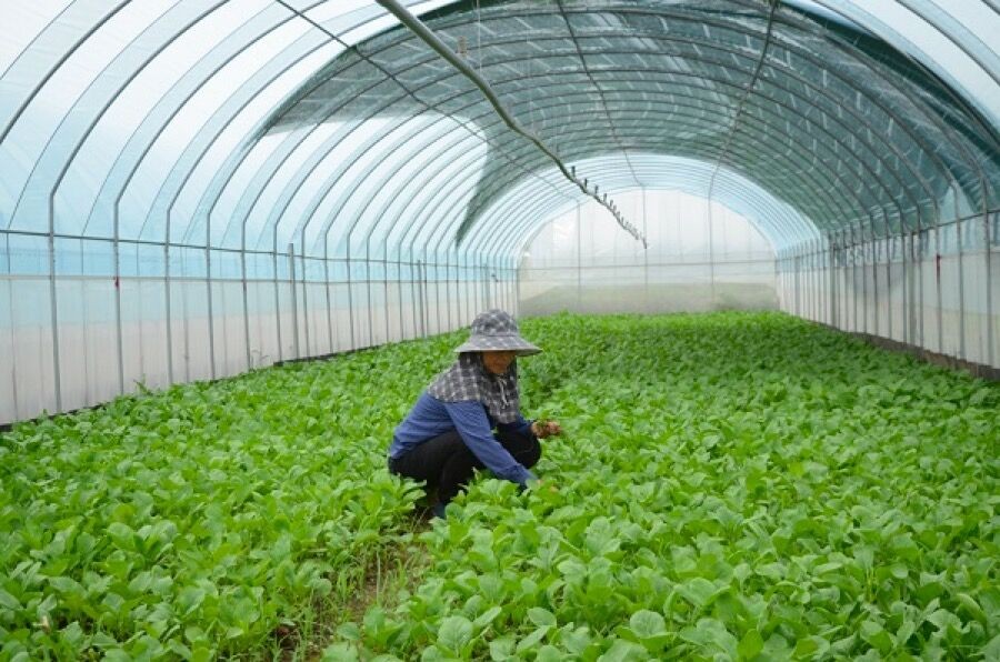 Khuyến khích doanh nghiệp áp dụng công nghệ cao vào nông nghiệp