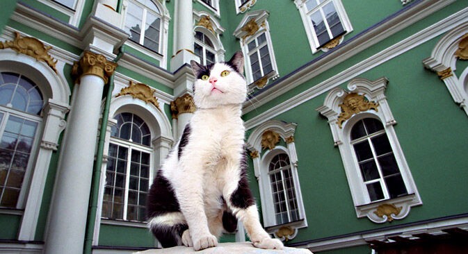 50 con mèo sống trong bào tàng Nga được... hưởng thừa kế