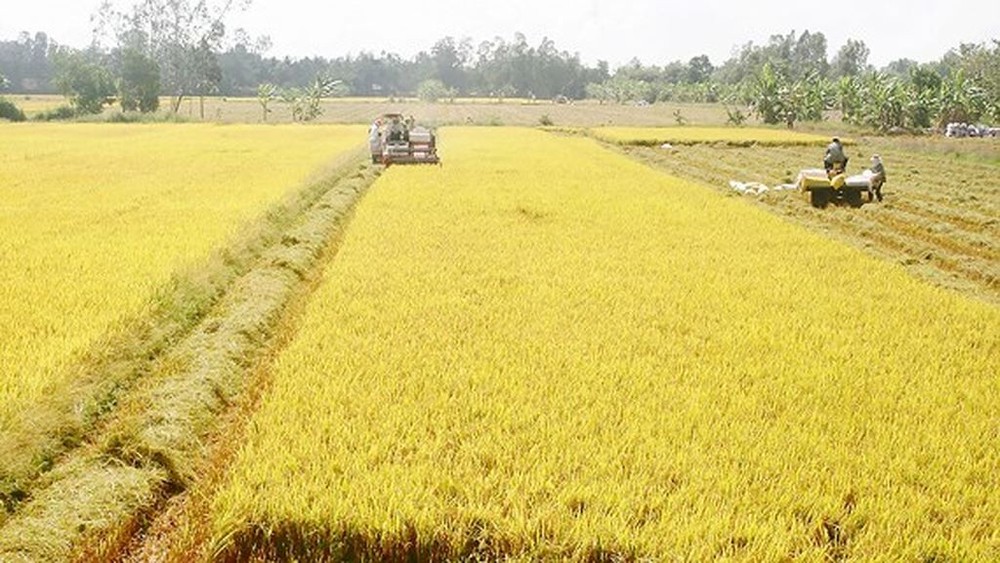 Chính Phủ đồng ý chuyển mục đích sử dụng đất trồng lúa tại 3 tỉnh Thái Nguyên, Hải Dương, Long An