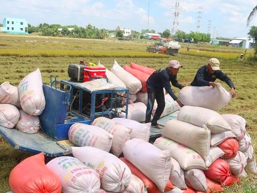 Xuất khẩu gạo: Thừa thủ tục, thiếu minh bạch