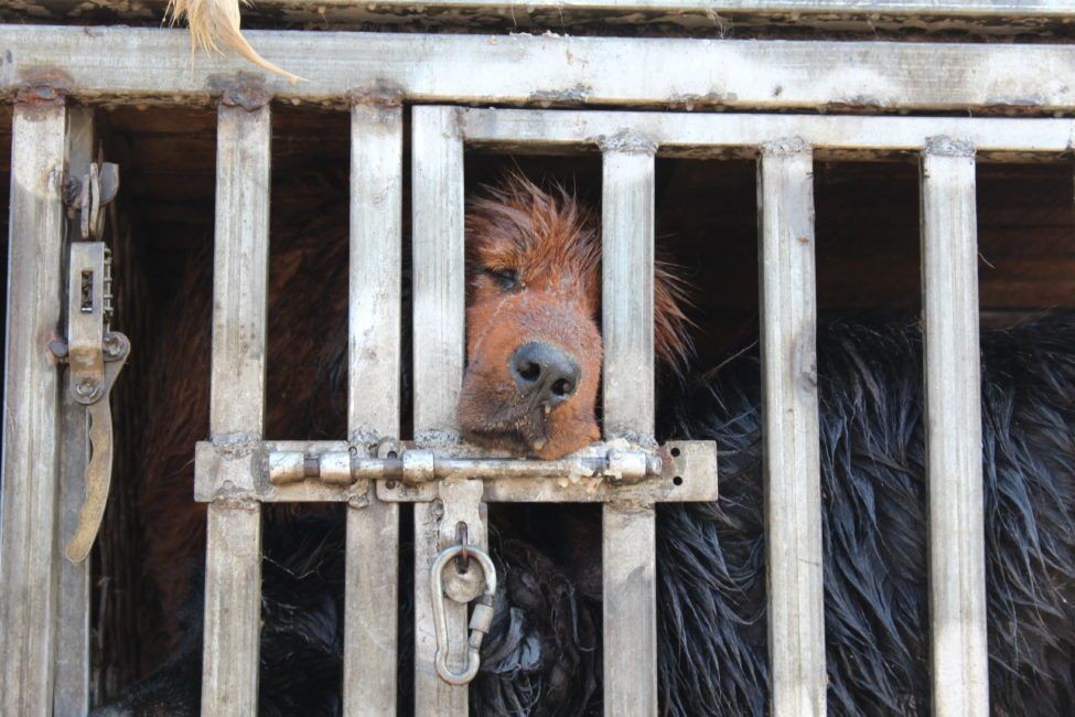 Thâm Quyến - thành phố đầu tiên tại Trung Quốc nghiêm cấm tiêu thụ thịt chó, mèo