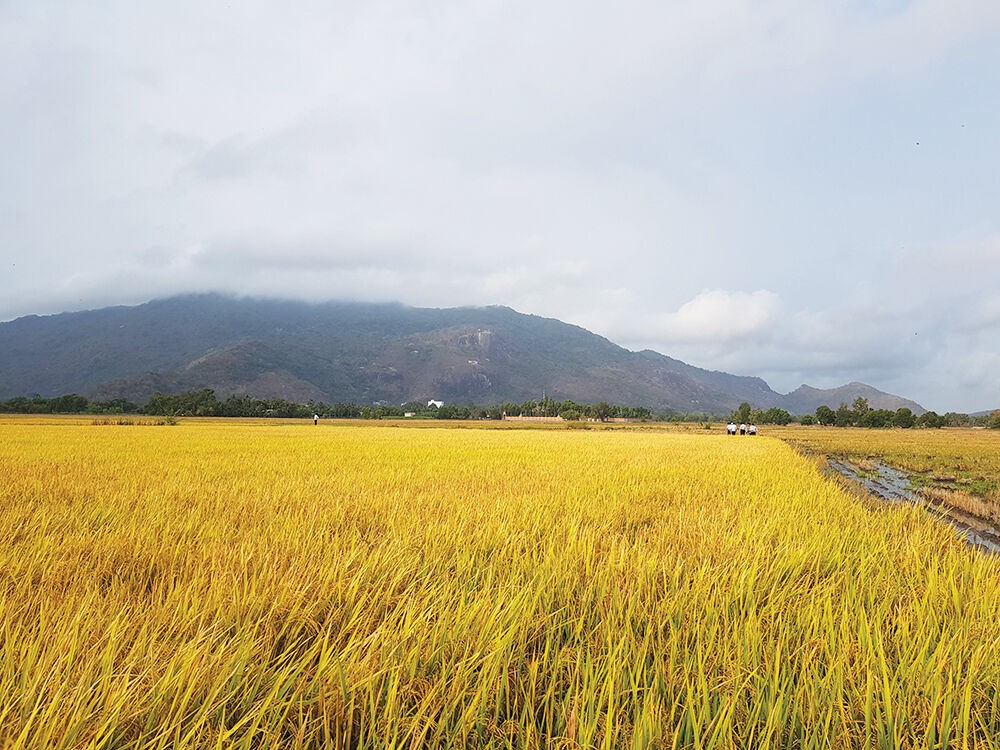 Thủ tướng đồng ý chuyển mục đích sử dụng hơn 70 ha đất trồng lúa tại An Giang