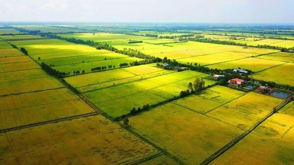 Thủ tướng đồng ý chuyển mục sử dụng 81,6ha đất nông nghiệp tại Long An