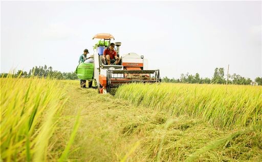 Thủ tướng đồng ý Tiền Giang, Hậu Giang được chuyển mục đích hơn 86ha đất trồng lúa
