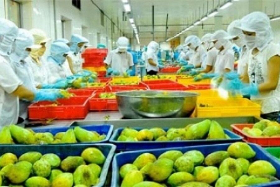 Bộ Công Thương: Xuất khẩu rau quả sang Trung Quốc tăng trưởng tích cực