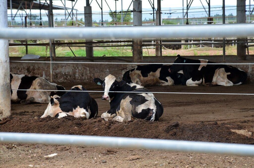Bình Thuận xem xét chấm dứt dự án nuôi bò sữa, bò thịt công nghệ cao của Cty Sữa Thông Thuận