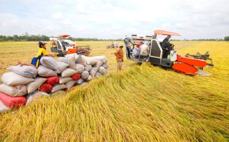 Tạo thuận lợi cho doanh nghiệp tiếp cận nguồn vốn thu mua thóc, gạo