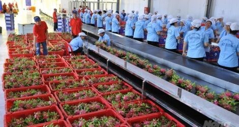EU thông báo tần suất kiểm tra thực tế rau quả nhập khẩu từ Việt Nam