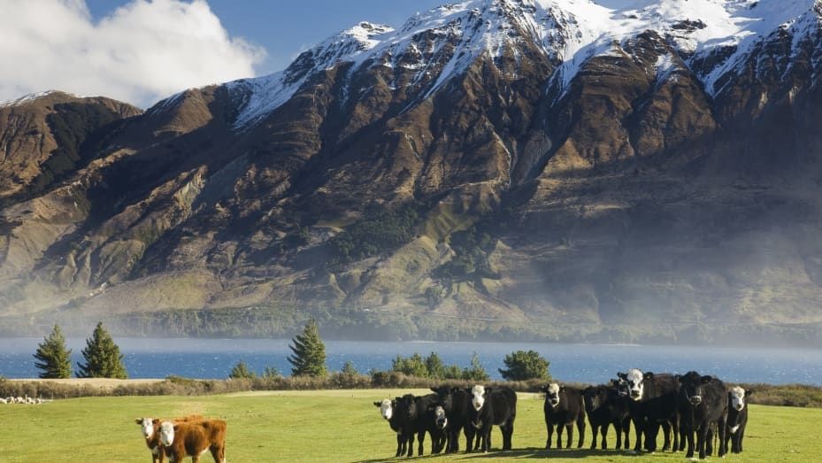 New Zealand mở rộng kế hoạch đánh thuế khí thải nông nghiệp