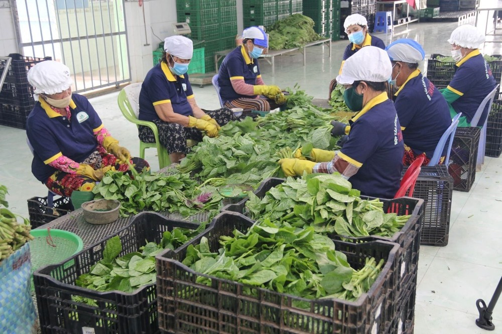 Bộ Nông nghiệp kiểm tra chứng chỉ VietGAP với 12 đơn vị cung cấp thực phẩm cho siêu thị