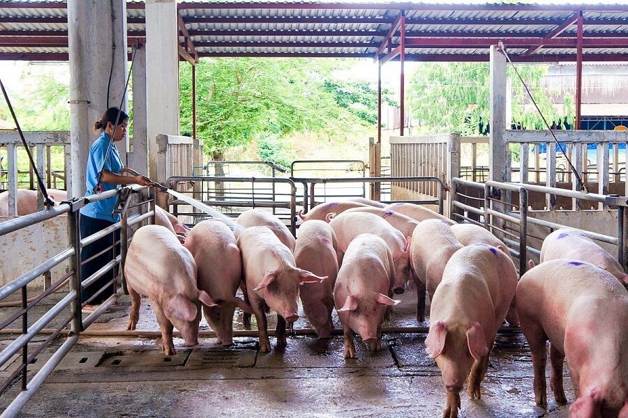 Ngày 29/4: Giá lợn hơi ổn định tối đa 58 nghìn/kg
