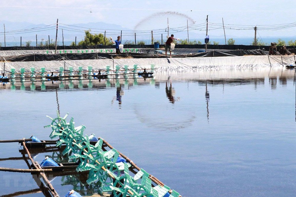 Thiếu đất cho doanh nghiệp thủy sản mở rộng vùng nguyên liệu
