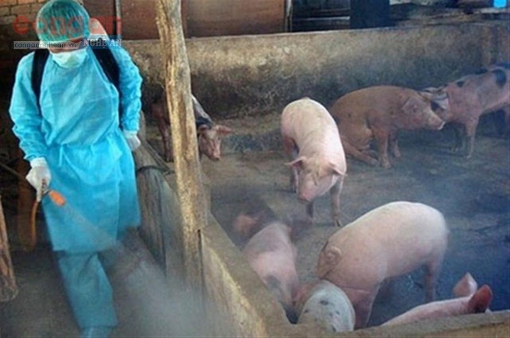 Đề xuất cơ chế hỗ trợ người chăn nuôi thiệt hại do dịch tả lợn châu Phi