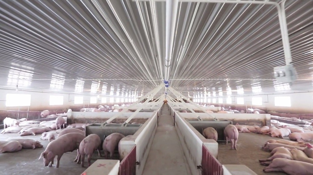 Thaiholdings rót 600 tỷ vào ngành chăn nuôi lợn