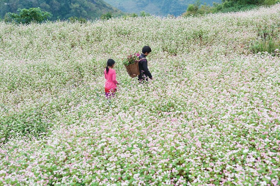 Sắp diễn ra Lễ hội hoa tam giác mạch Hà Giang 2022