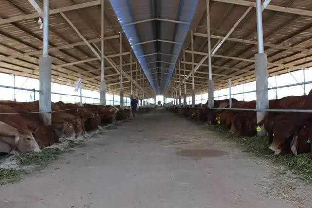 Bình Thuận thu hồi dự án nuôi bò công nghệ cao gần 3.000 tỷ đồng của Cty sữa Thông Thuận