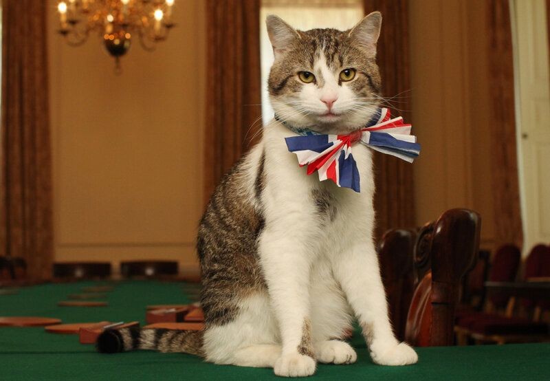 “Trưởng quan bắt chuột” Larry kỷ niệm 12 năm phục vụ chính phủ Anh