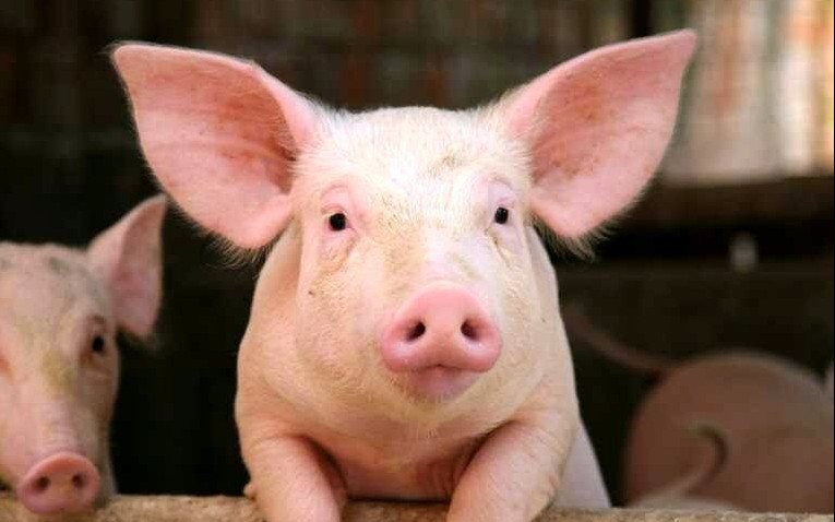Giá thịt lợn tăng do nhu cầu lớn, người dân tích cực tái đàn